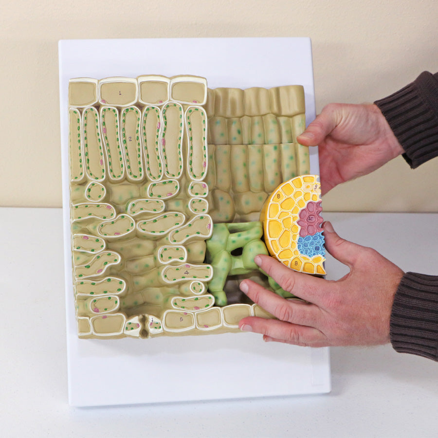 Plant Science Kit