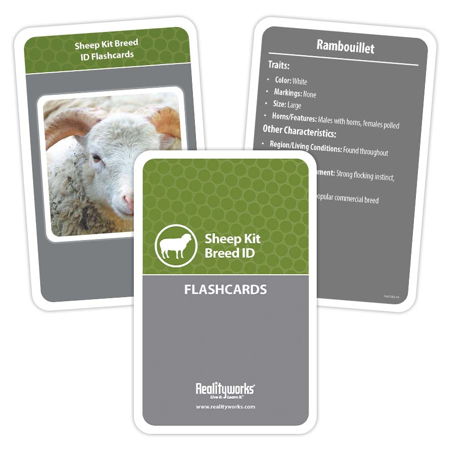 Sheep Kit