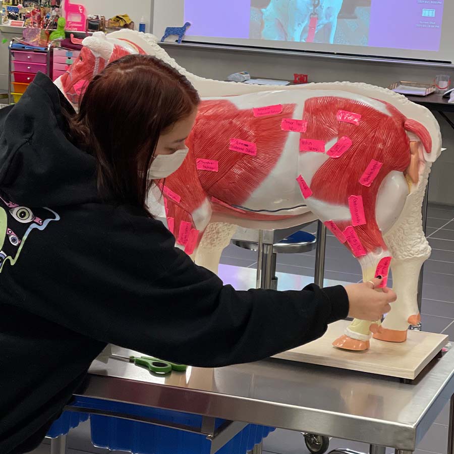 Sheep Model