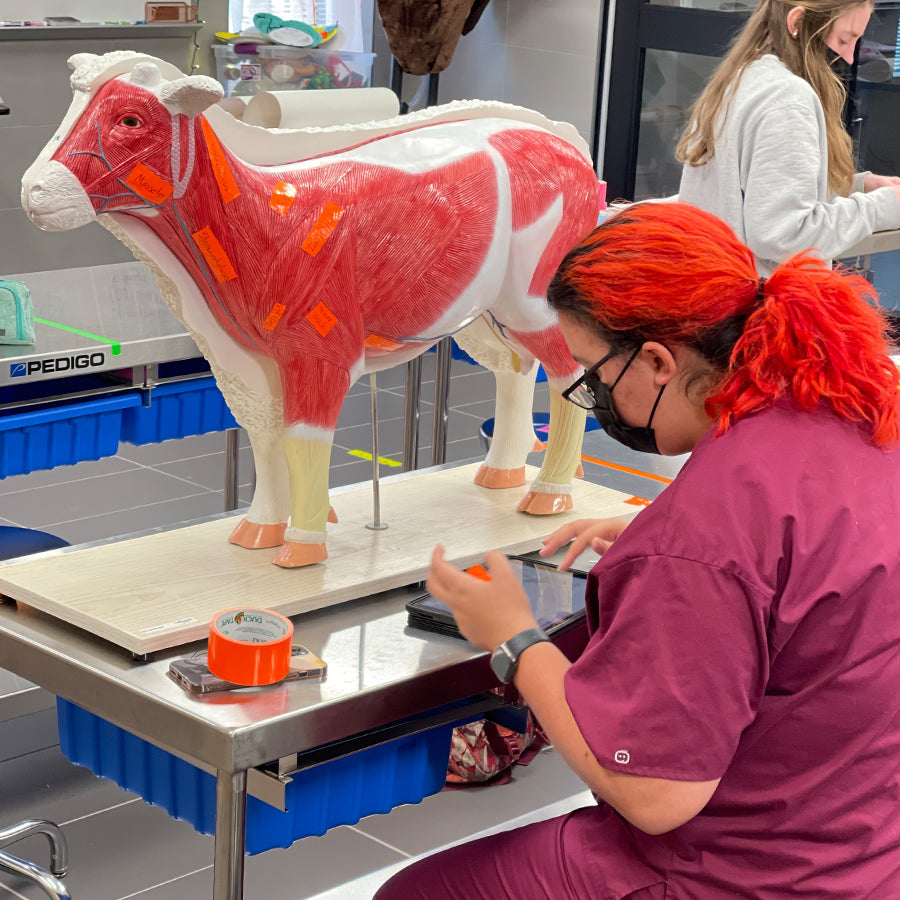 Sheep Model in a Classroom