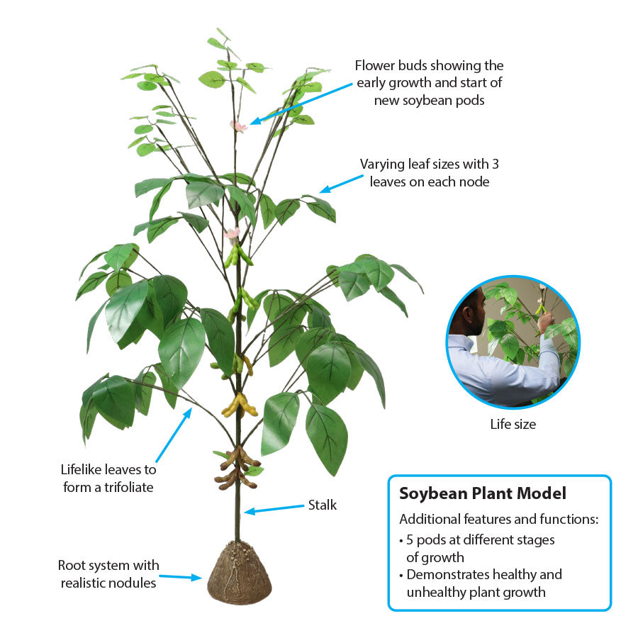 Soybean Plant Model