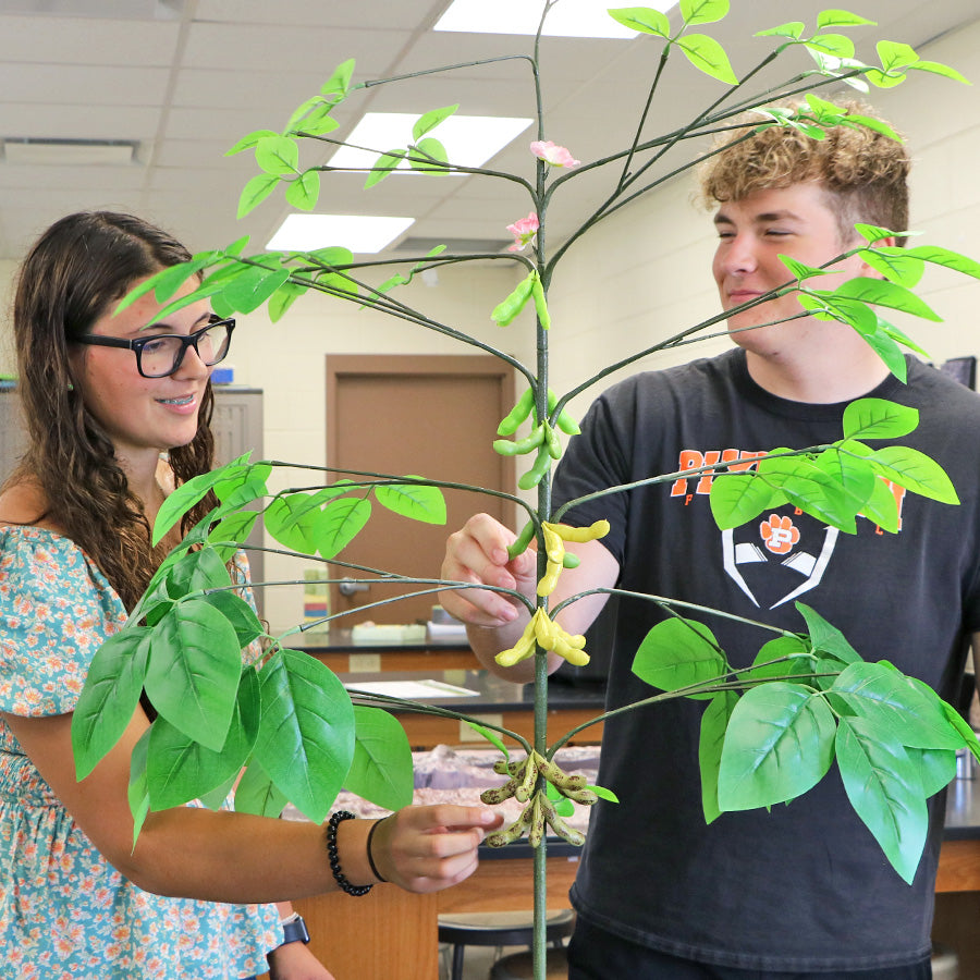 Soybean Plant Model