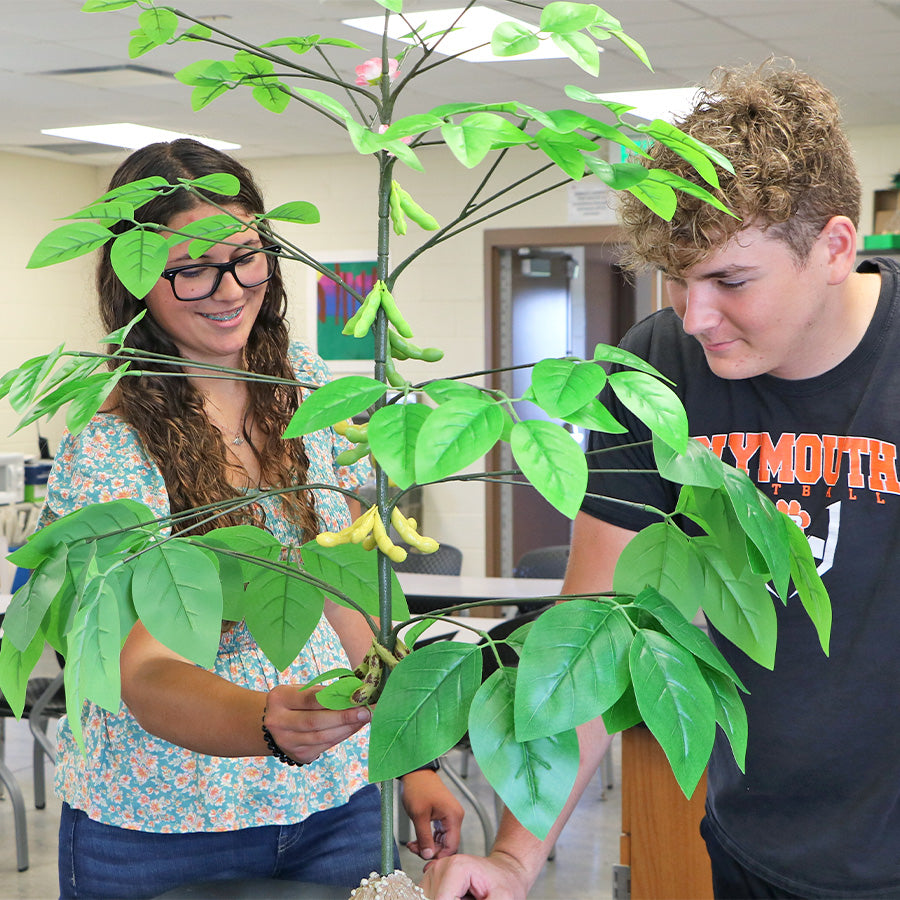 Soybean Plant Model