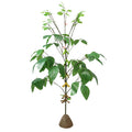 Soybean Plant Model