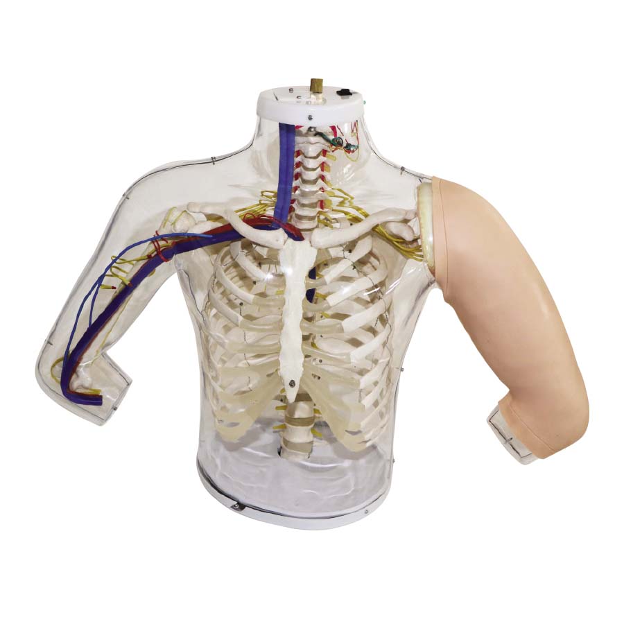 Upper Arm Intramuscular Injection Simulator