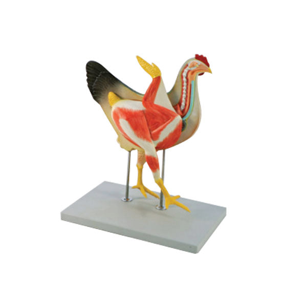 Animal Systems Package