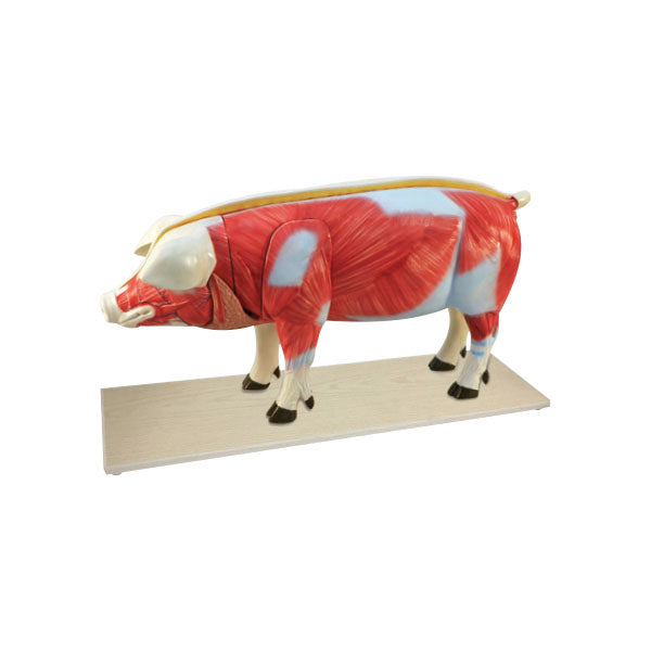 Animal Systems Package