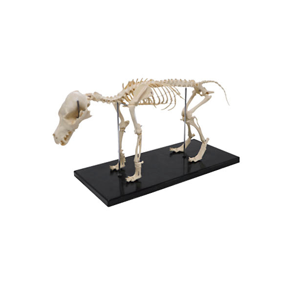 Animal Systems Package