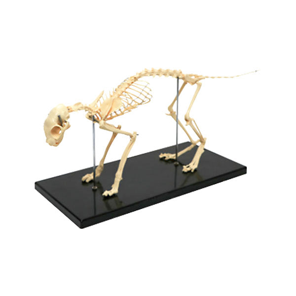 Animal Systems Package
