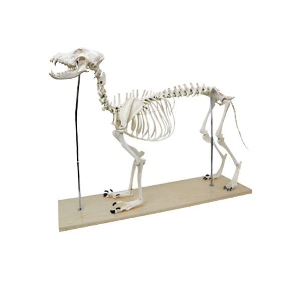 Animal Systems Package