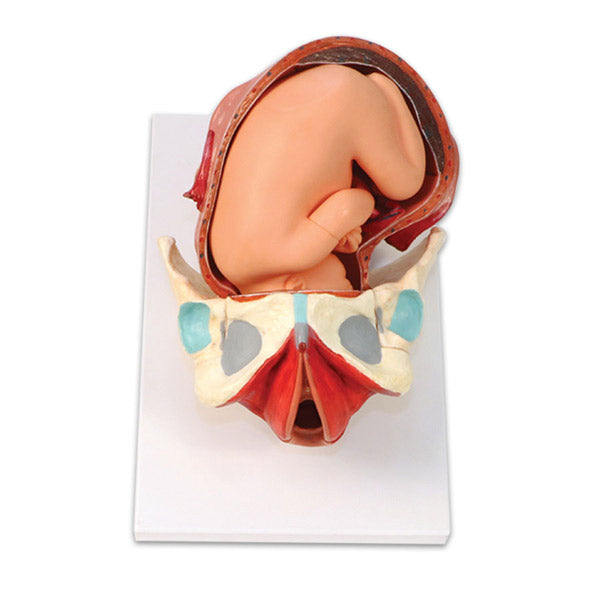 Birth Model Set