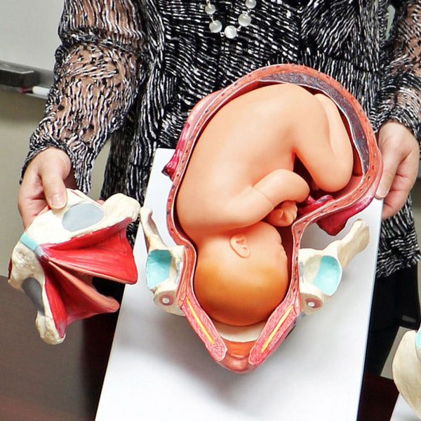 Birth Model Set