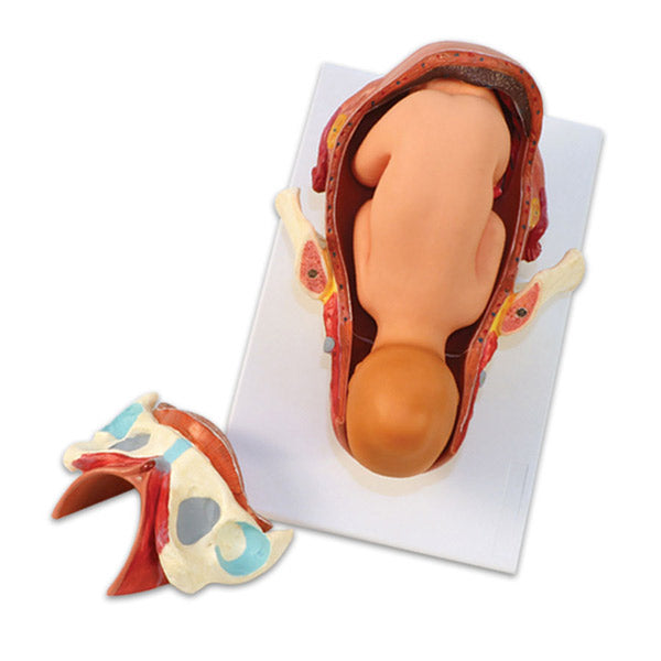 Birth Model Set