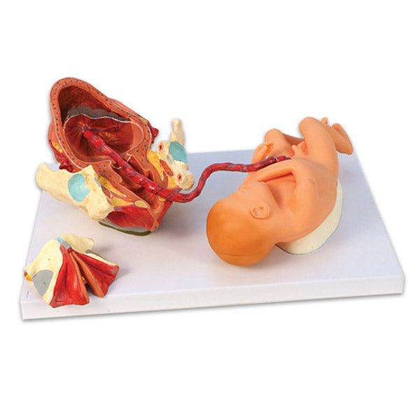 Birth Model Set