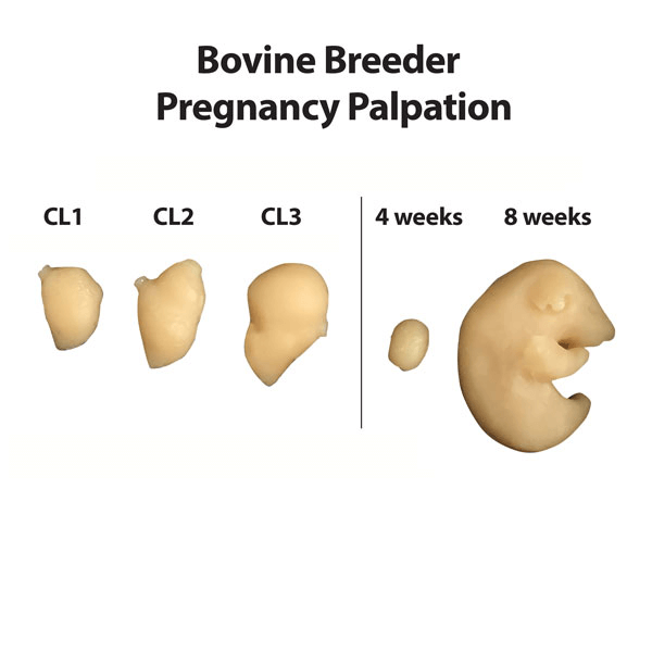 Bovine Breeder™ artificial insemination simulator