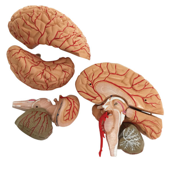 Brain and Cerebral Arteries Model