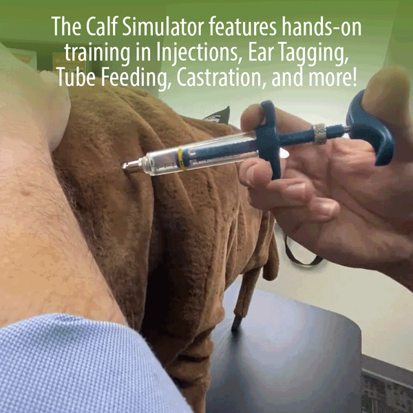 Calf Simulator