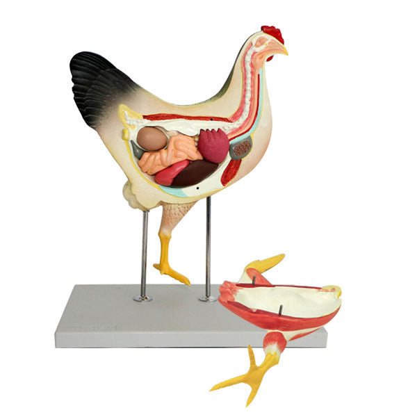 Chicken Model