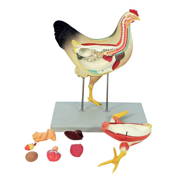Chicken Model