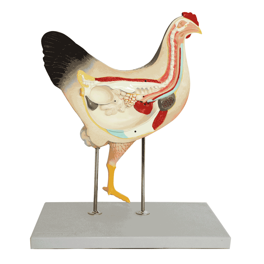 Chicken Model