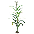 Corn Stalk Model