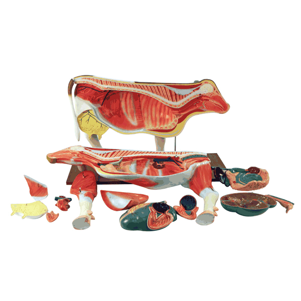 Principles of Agriculture Bundle