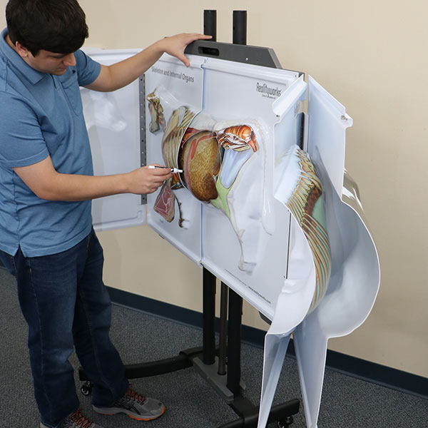 Cow Anatomy 3D Flip Chart