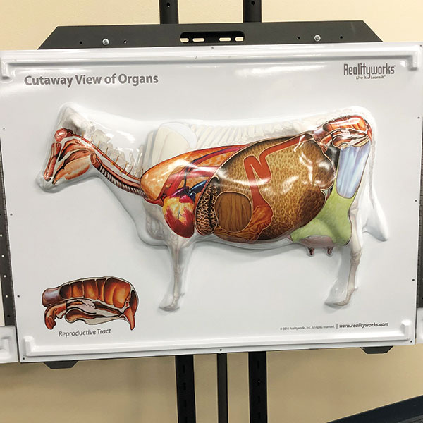 Cow Anatomy 3D Flip Chart