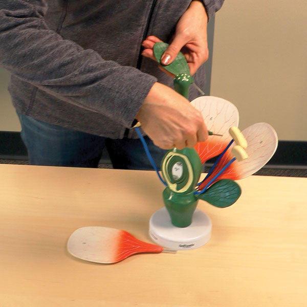 Dicot Flower Model
