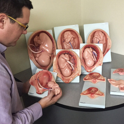 Fetal Development Kit