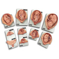 Fetal Development Kit