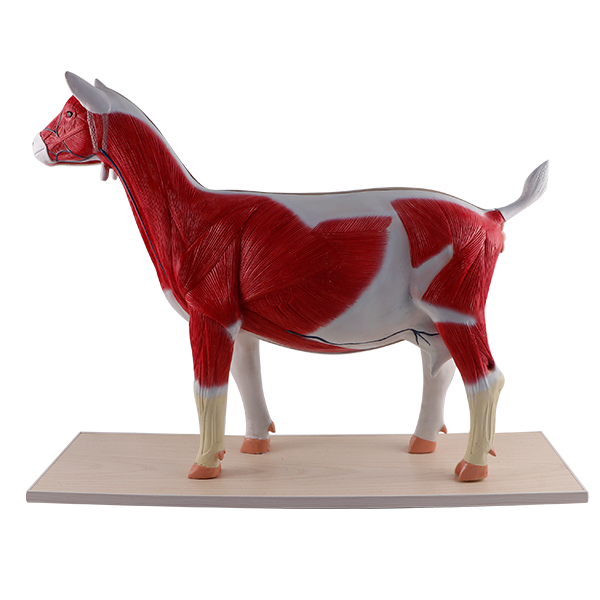 Goat Model