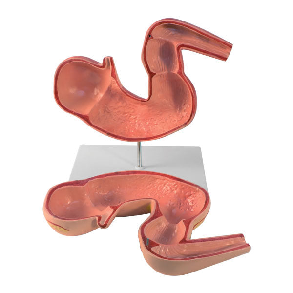 Horse Stomach Model