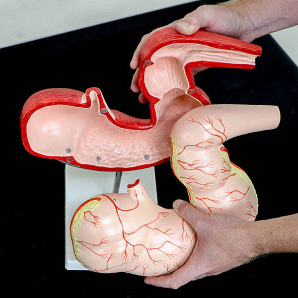 Horse Stomach Model
