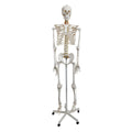 Human Skeleton Natural Size