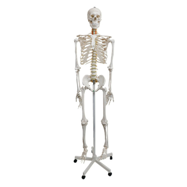 Human Skeleton Natural Size