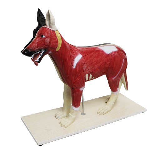 Large Dog Model