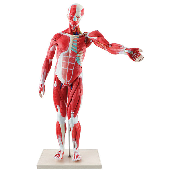 Muscular Figure Tabletop Size