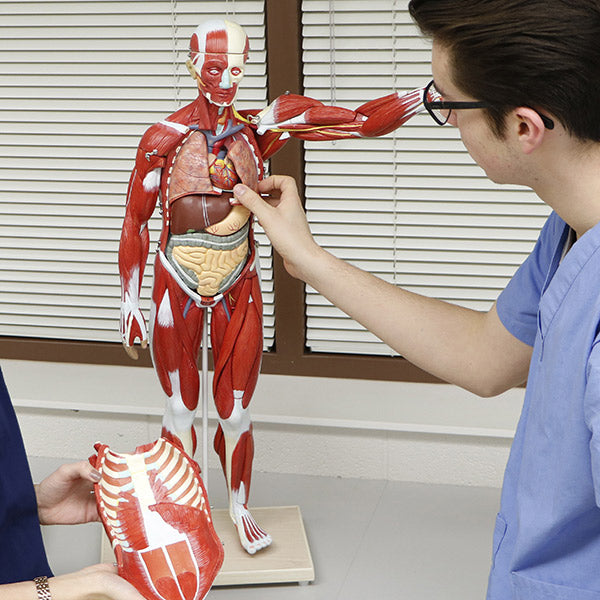 Muscular Figure Tabletop Size