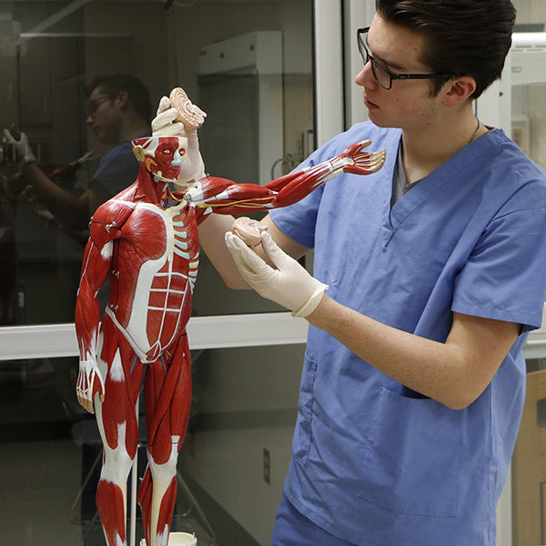 Muscular Figure Tabletop Size