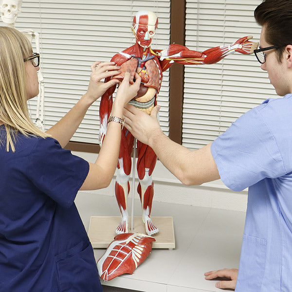 Muscular Figure Tabletop Size