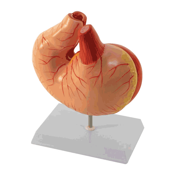 Pig Stomach Model