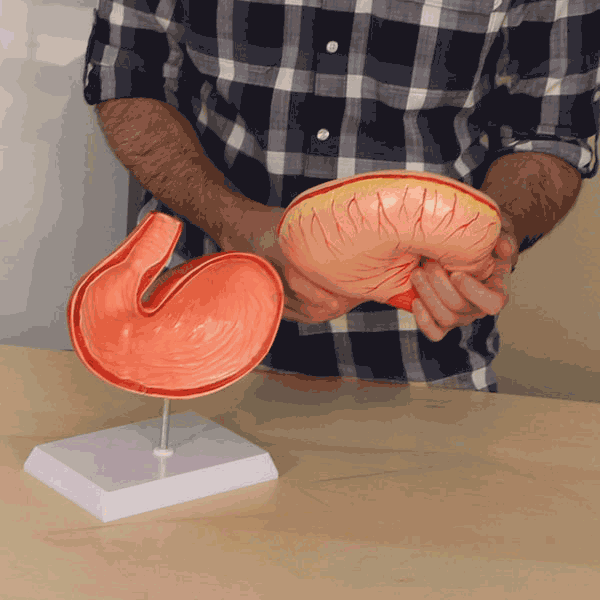 Pig Stomach Model
