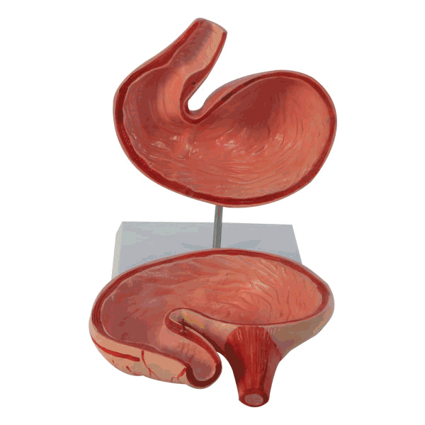 Pig Stomach Model