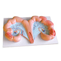 Pig Uterus Model