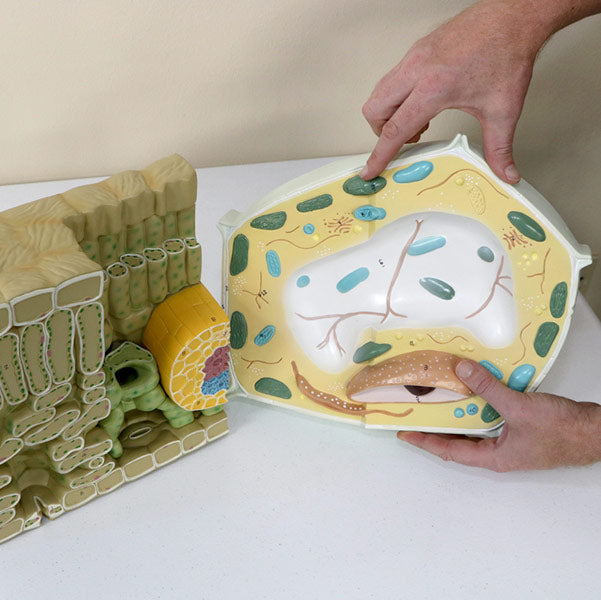 Plant Science Kit