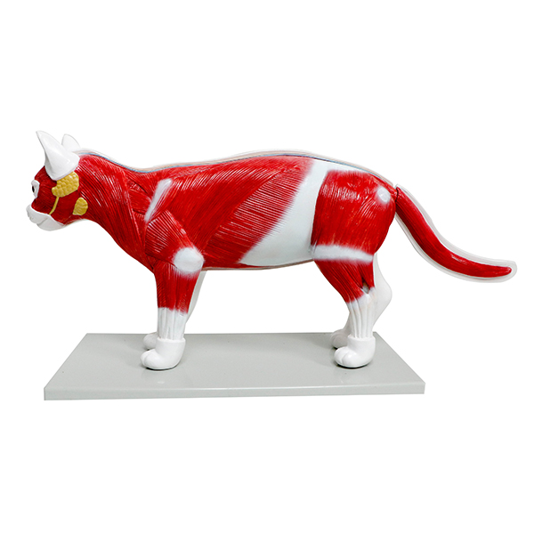 Realityworks Cat Model