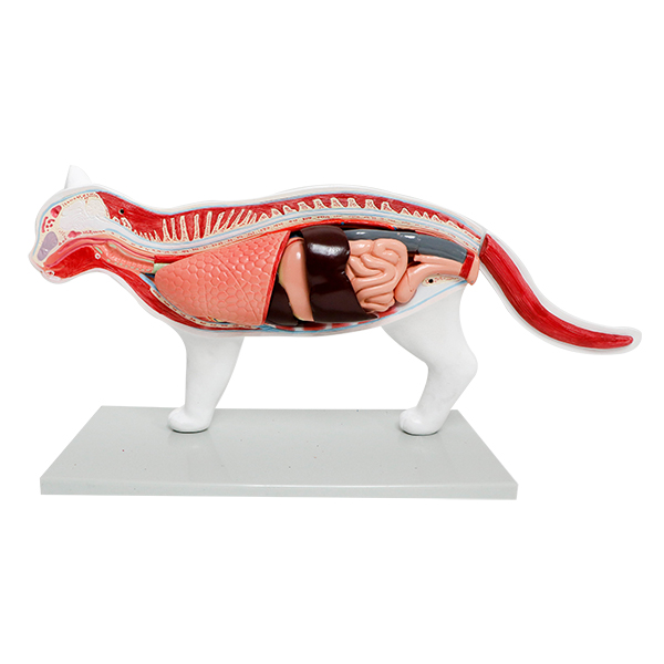 Realityworks Cat Model