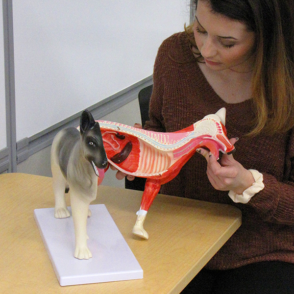 Realityworks Small Dog Model