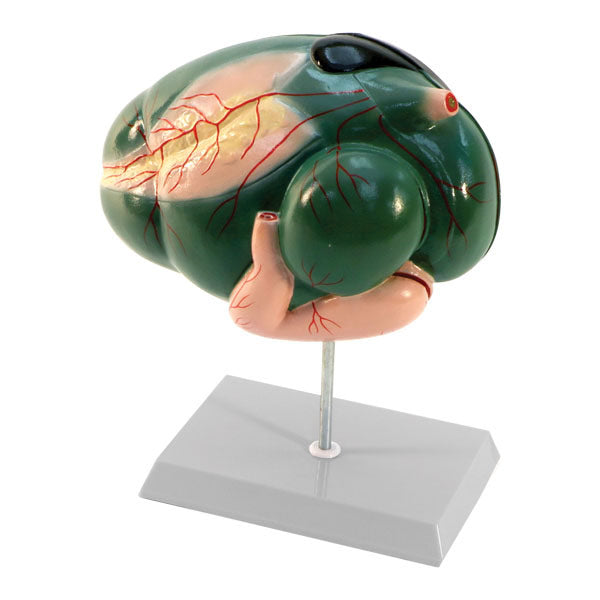 Ruminant Model